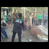 LPBINU Ponorogo Berbagi Kurban di Daerah Rawan Bencana
