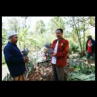 Kembangkan Agrowisata, LPPNU Banyumas Tanam 500 Bibit Nanas