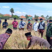 Panen Melimpah Petani Cirebon setelah Gunakan Pupuk Bio Organik Produksi LPPNU
